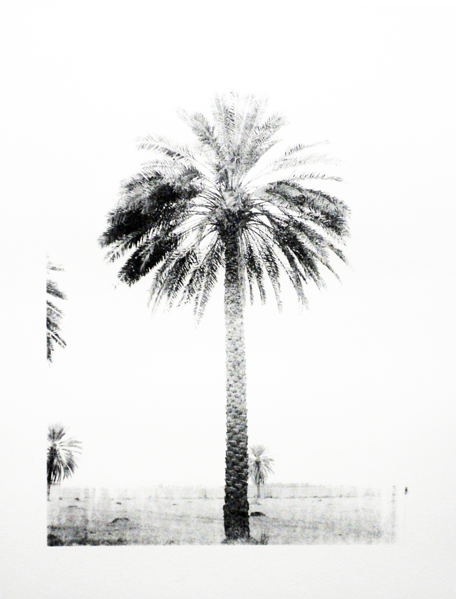 Palm Trees of Iraq